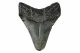 Juvenile Megalodon Tooth - South Carolina #172112-2